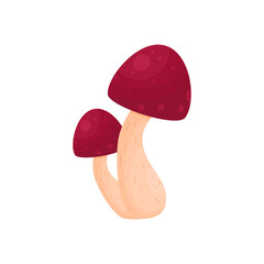 A ground-growing plant mushroom used for cooking on a white background.