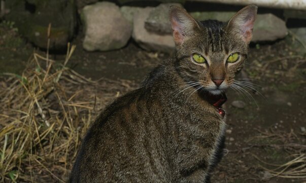 Gato de ojos verdes posando frente a la c&aacute;mara con mirada intensa y expresi&oacute;n tranquila, iluminado por luz natural. Retrato felino con enfoque detallado en el rostro y los ojos, ideal para conceptos d