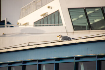 A seagull sitting on a cruise ship, Canada.