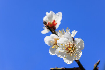 Fototapeta na wymiar 白梅の花