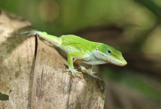 Bright green anole lizard (Anolis carolinensis) sitting on a fence post in Louisiana. 