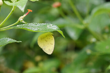 close up of a leaf Common emigrant butterfly closeup shot