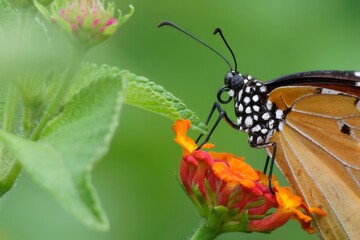 butterfly on flower
