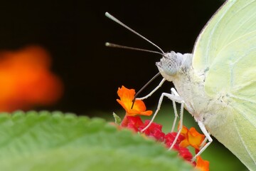 butterfly on leaf Common emigrant butterfly closeup shot