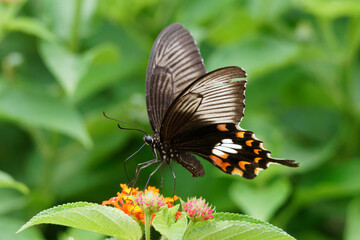 butterfly on flower