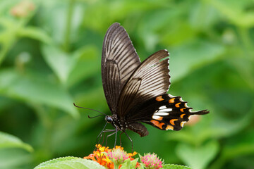 butterfly on a flower