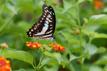 butterfly on flower