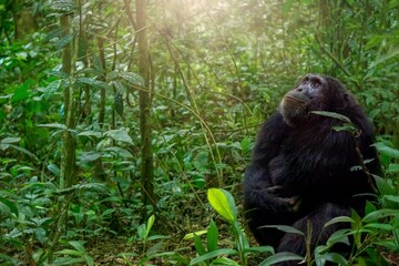 A chimpanzee (Pan troglodytes) sitting on the ground amid the dense forest of Kibale National Park...