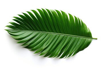 Tropical palm leaf isolated on white background