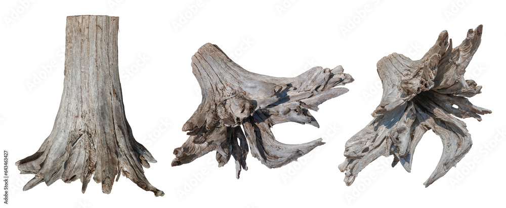 Fototapete tree stump. old tree stub isolated on transparent background. dead tree