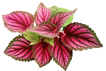 Colorful coleus leaves with green, red, and yellow patterns isolated on transparent background
