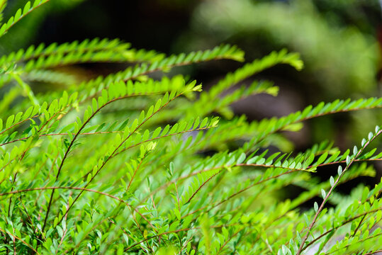 Close up of small green leaf with natural light, abstract green leaves texture, nature background.