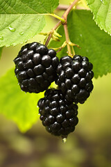 Blackberry Bliss: A Humble Symbol of Natural Beauty
