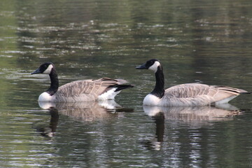 geese on the lake, Gold Bar Park, Edmonton, Alberta