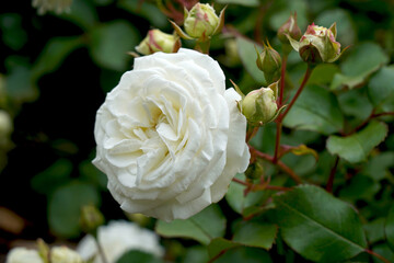 Rosa 'Snow Kiss' (Korsnokinu). A pure white mini flora rose bred by Kordes Roses.