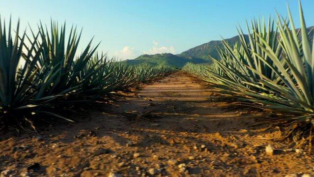Campos de agave azul fabricación de tequila tierra fértil para sembrar maguey licor mezcal Paisaje de tierras y montañas de siembra de origen mexicano en jalisco bebida alcohólica
