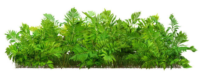 Hedge of fern plant isolated on a transparent background. Bush of lush green leave