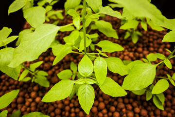 レモンバジル 水耕栽培 ハイドロポニック  ハイドロボール ハイドロコーン