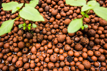 ハイドロボール ハイドロコーン 水耕栽培 ハイドロポニック