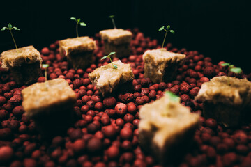 ロックウール  キューブ 水耕栽培 ハイドロポニック 発芽 ハイドロボール