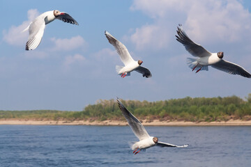 Fototapeta na wymiar Four seagulls in flight
