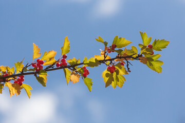 Hawthorn branch against the sky