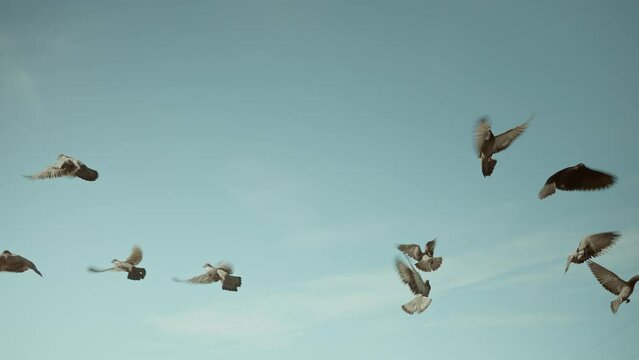 A flock of pigeons flying in the blue sky.