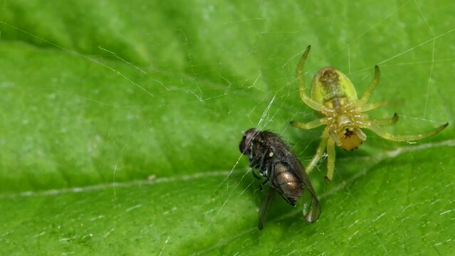Cucumber Green Spider (Araniella cucurbitina) with Fly on a leaf