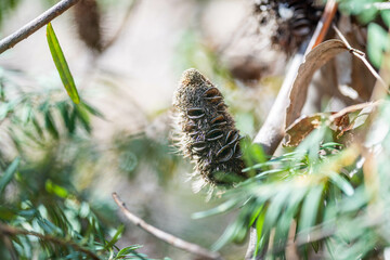 open Banksia seed pod flower in tasmania australia in summer in a garden