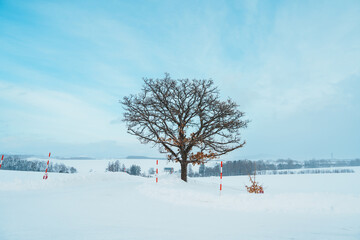 Beautiful Seven stars tree with Snow in winter season at Biei Patchwork Road. landmark and popular...