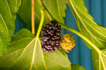 Ripe mulberry hanging on a tree branch close-up