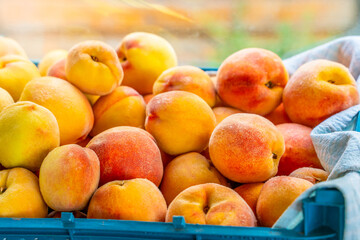 Naklejka na ściany i meble Harvest ripe peaches in a box close-up