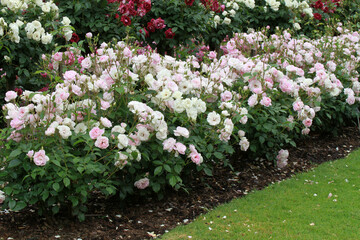 A bed of floribunda roses. Rosa 'Blushing Pink Iceberg' (Proberg).
