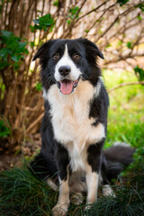 Border Collie puppy sitting on the grass