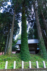 Naklejka premium A beautiful tall cedar tree at the countryside in Japan