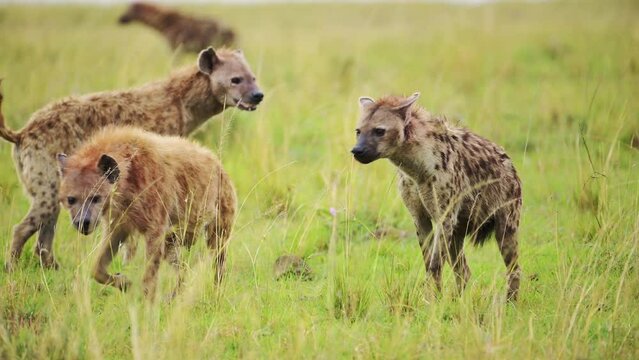 Slow Motion Shot of Excited Hyenas surrounding remains of a carcus, group working together to feed on kill, African Wildlife in Maasai Mara National Reserve, Masai Mara North Conservancy