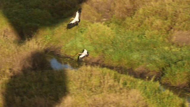 Slow Motion Shot of African Wildlife birds from a hot air balloon ride in Maasai Mara National Reserve, Kenya, Adevture holiday tourism tour of Africa Safari Animals in Masai Mara North Conservancy