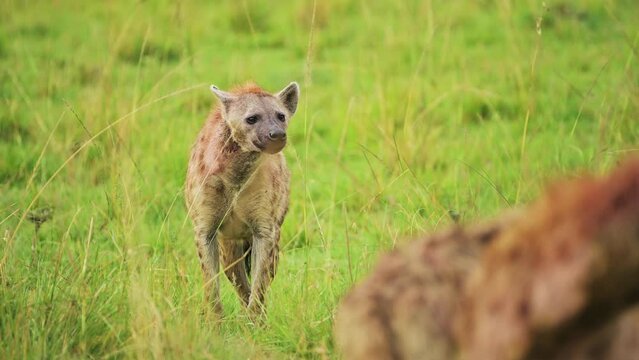 Slow Motion Shot of Hyenas looking watching out in lush grass landscape to scavnege for food, alone in the grassland of Masai Mara, African Wildlife in Maasai Mara National Reserve, Kenya