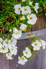 beautiful blossom flowers in the garden