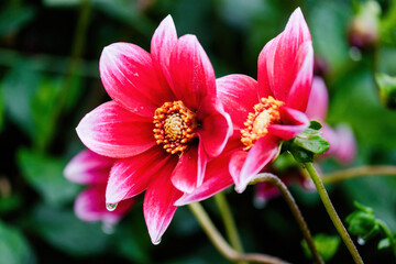 Obraz premium beautiful blossom flowers in the garden