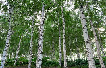 Fototapeta premium Background of white birch tree trunks. Panoramic frame. Young birch with black and white birch bark in summer in birch grove against background of other birches.