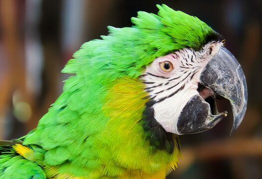 a photography of a parrot with a green and yellow head, macaw with green feathers and yellow beak standing in front of a building.