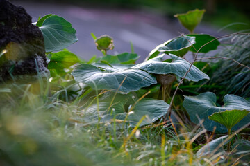 早朝、あまり目立たずそっとさわやかに立たずむ植物たち