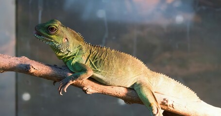 a photography of a lizard sitting on a branch in a zoo, chamaeleo chamaeleon lizard sitting on a...