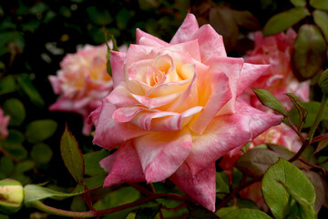 Rosa 'Diana Princes Of Wales' (Jacshaq). A beautiful hybrid tea rose bred by Dr Keith W Zary. - obrazy, fototapety, plakaty