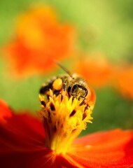 Bee © Rafal R.