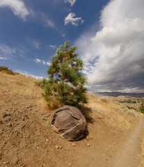 Large rock and pine tree near hiking trail in reno nevada 