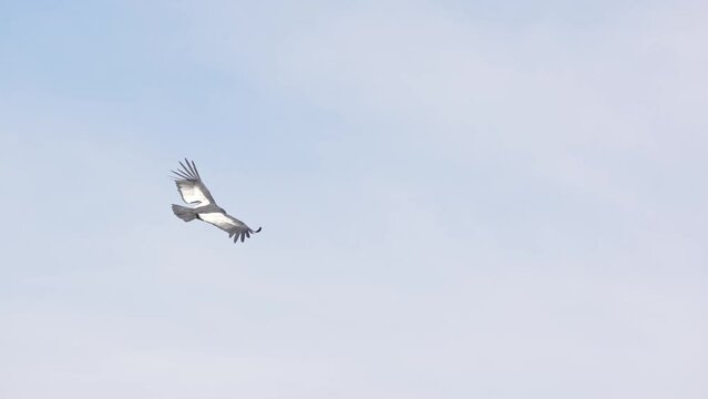 Adult Andean Condor in flight showing white back feathers, slowmotion.