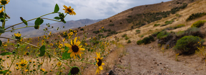 Panorama of wildflowers blooming in the mountains near reno nevada 