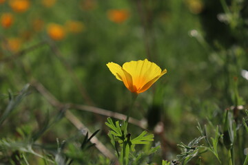 California poppy (Eschscholzia californica) in sunlight